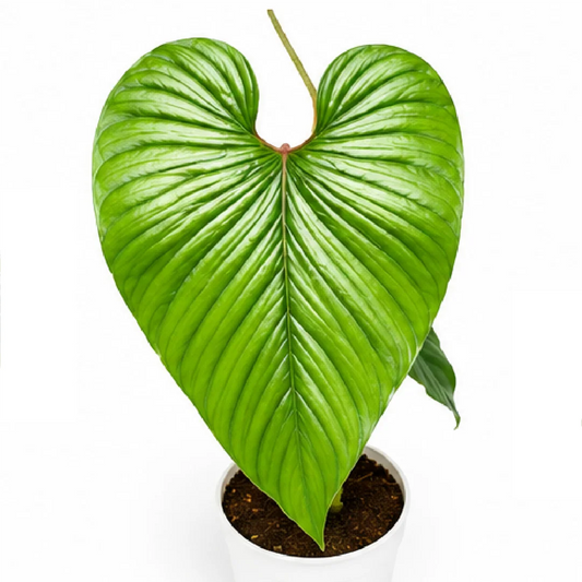 Philodendron Chishe