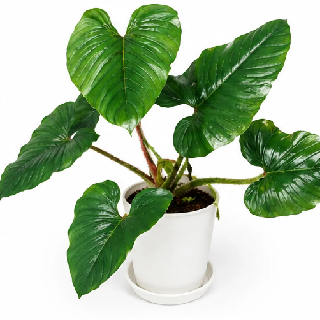 Philodendron Chishe