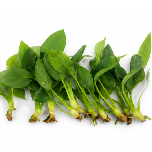 Philodendron Warscewiczii – Tissue Culture