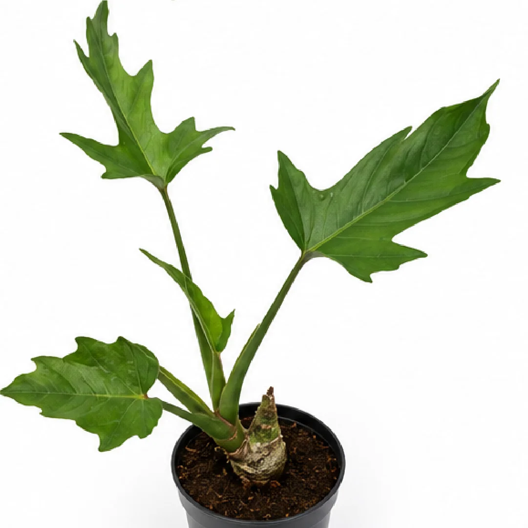 Philodendron Warscewiczii – Tissue Culture