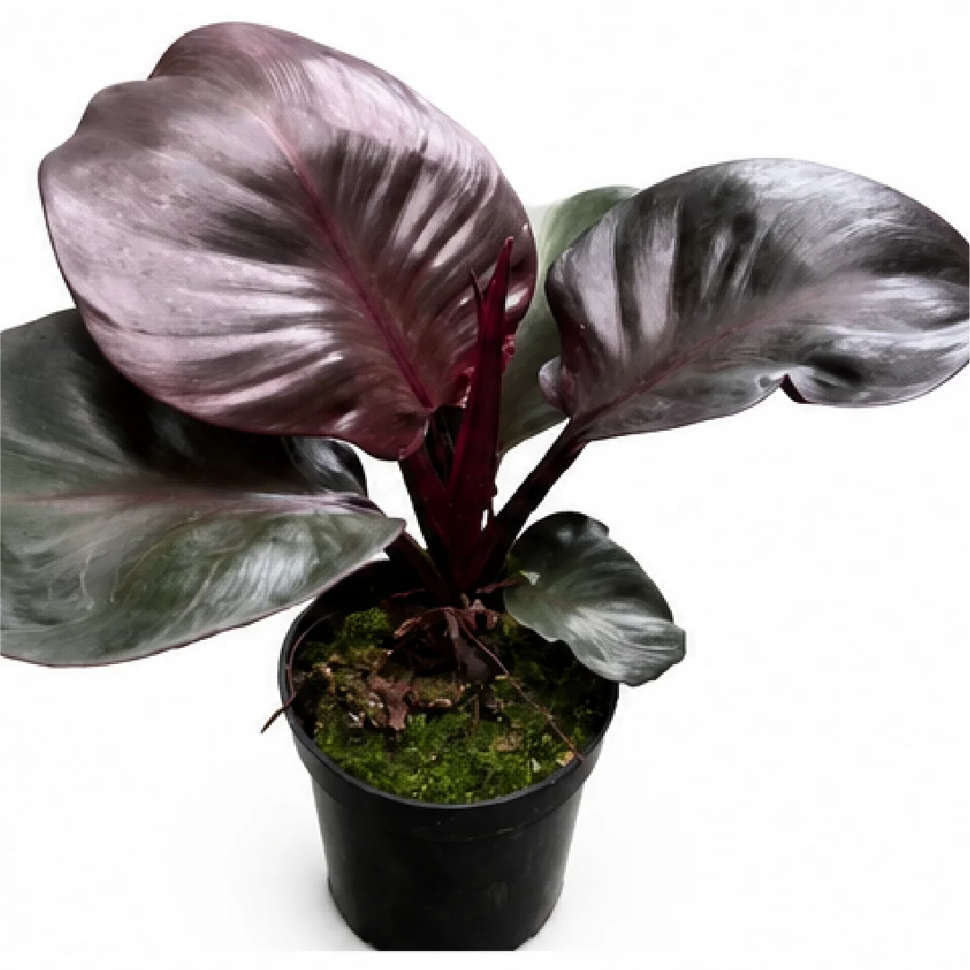 Philodendron Red Heart – Tissue Culture