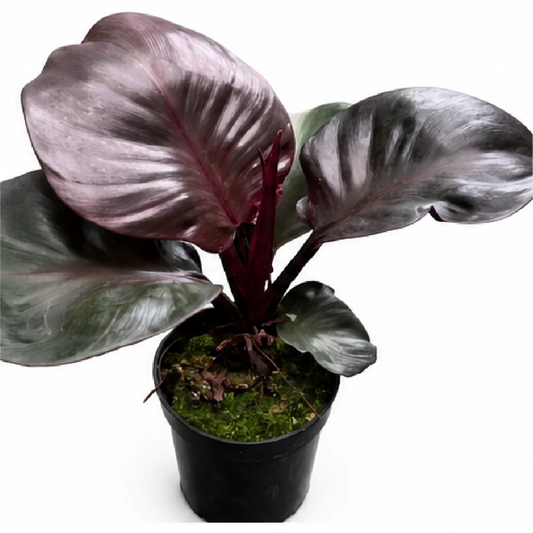 Philodendron Red Heart – Tissue Culture