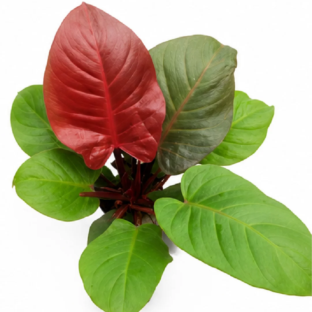 Philodendron Hederaceum 'Blood Luna' – Tissue Culture