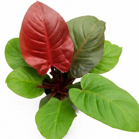 Philodendron Hederaceum 'Blood Luna' – Tissue Culture
