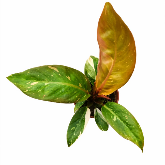 Philodendron Prince of Orange Variegated Tissue Culture