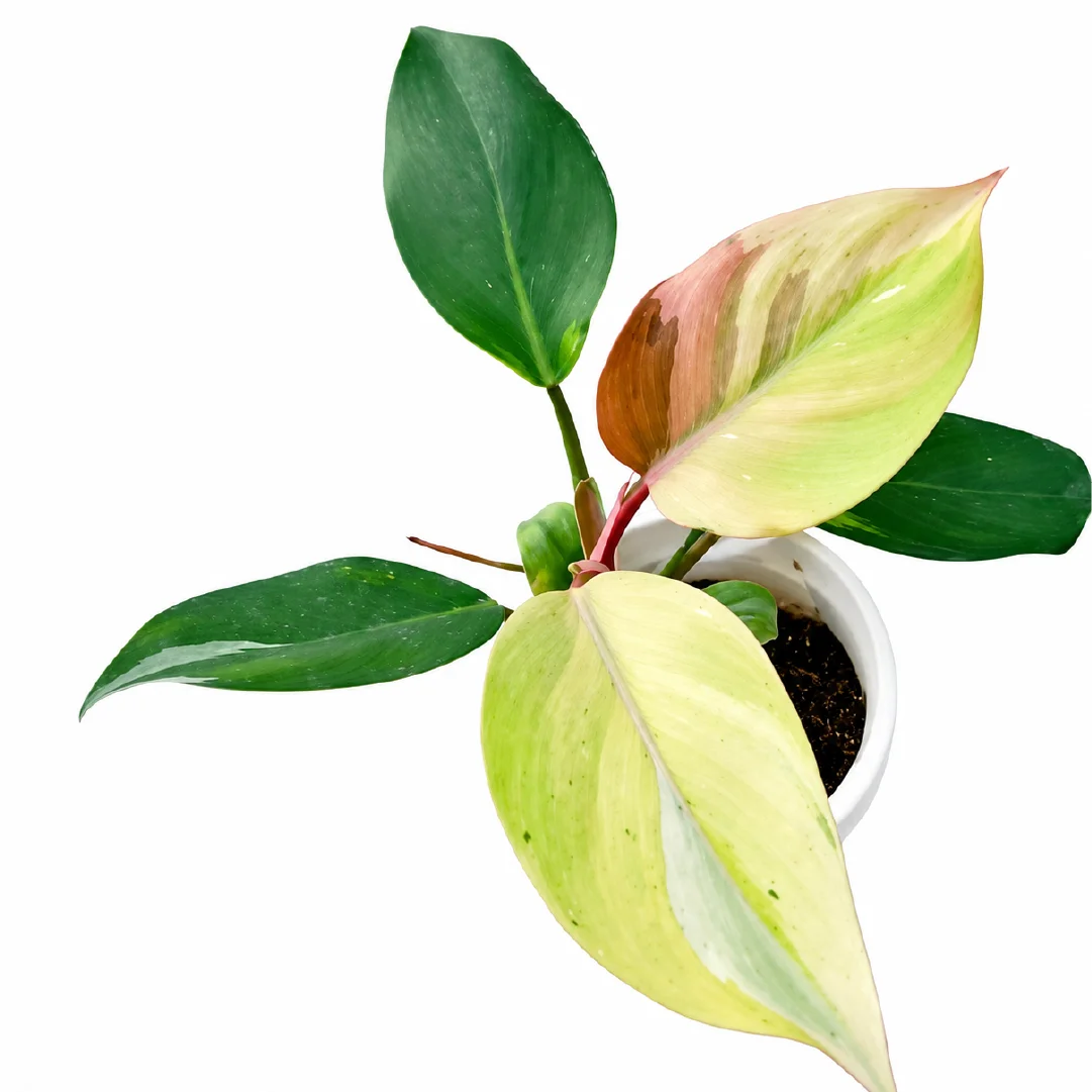 Philodendron White Knight Mint Var Tissue Culture