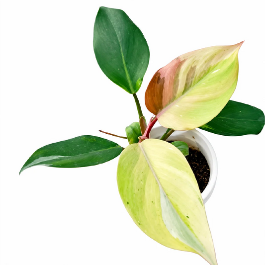 Philodendron White Knight Mint Var Tissue Culture
