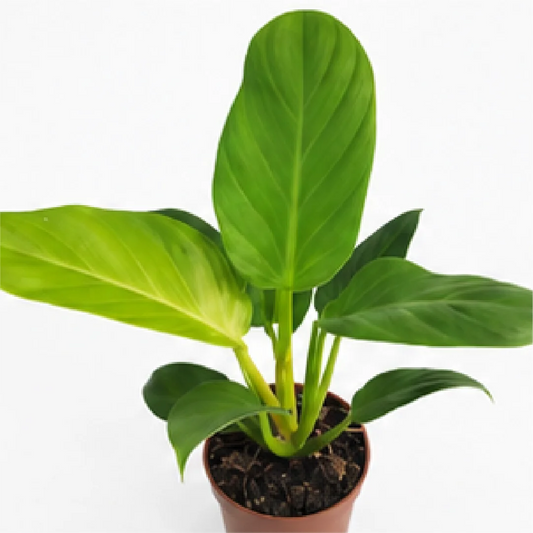 Philodendron Golden Melinonii – Tissue Culture