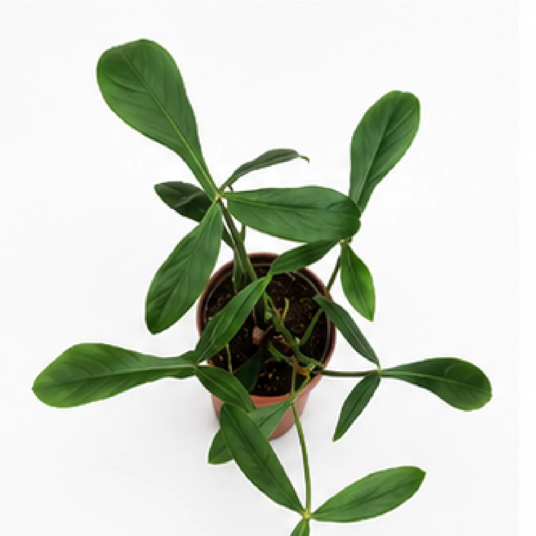 Philodendron Joepii – Tissue Culture