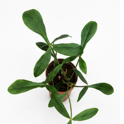 Philodendron Joepii – Tissue Culture