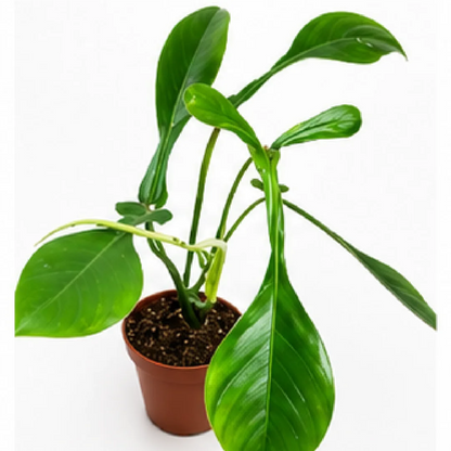 Philodendron Joepii – Tissue Culture