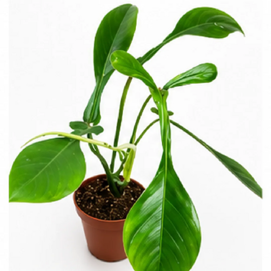 Philodendron Joepii – Tissue Culture