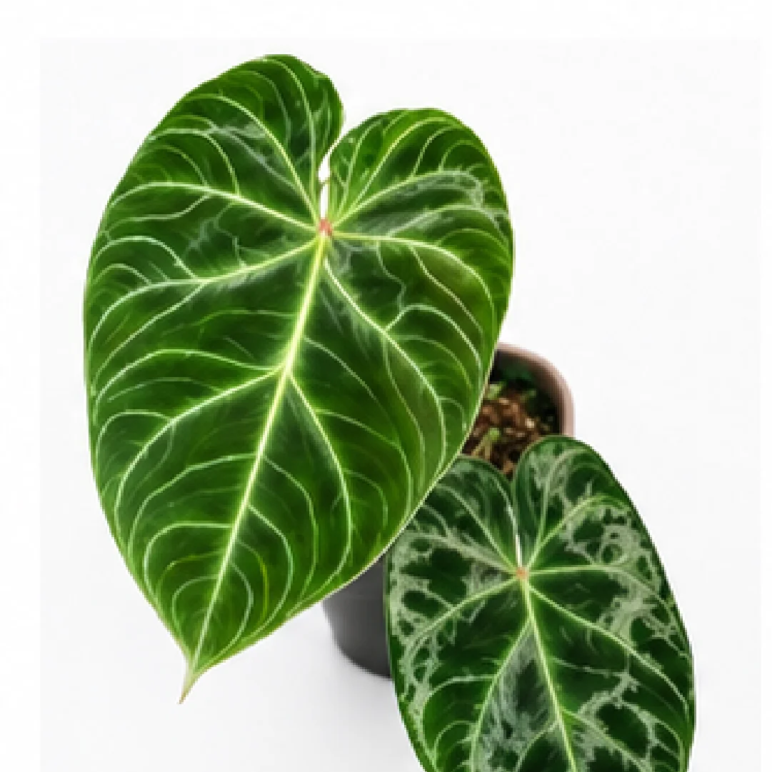 Philodendron Verrucosum Magic Marks – Tissue Culture