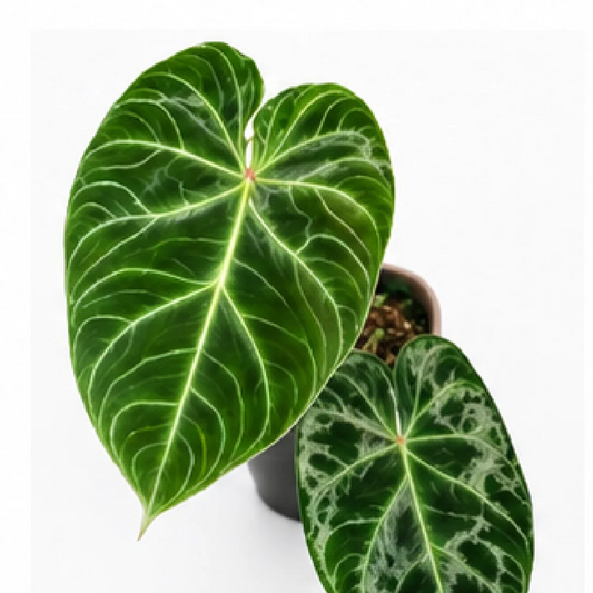 Philodendron Verrucosum Magic Marks – Tissue Culture