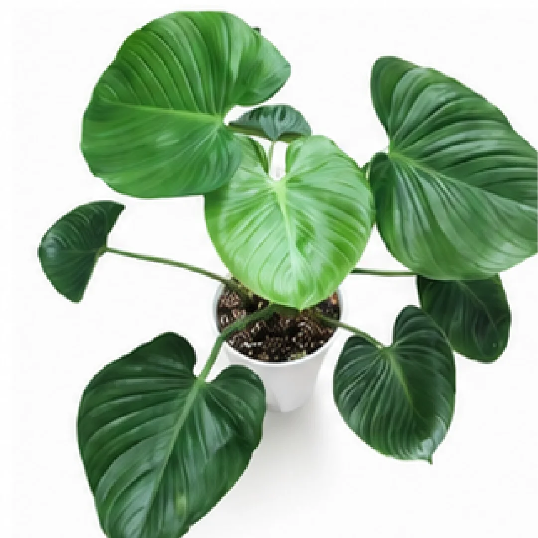 Philodendron Pitty – Tissue Culture