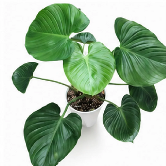 Philodendron Pitty – Tissue Culture