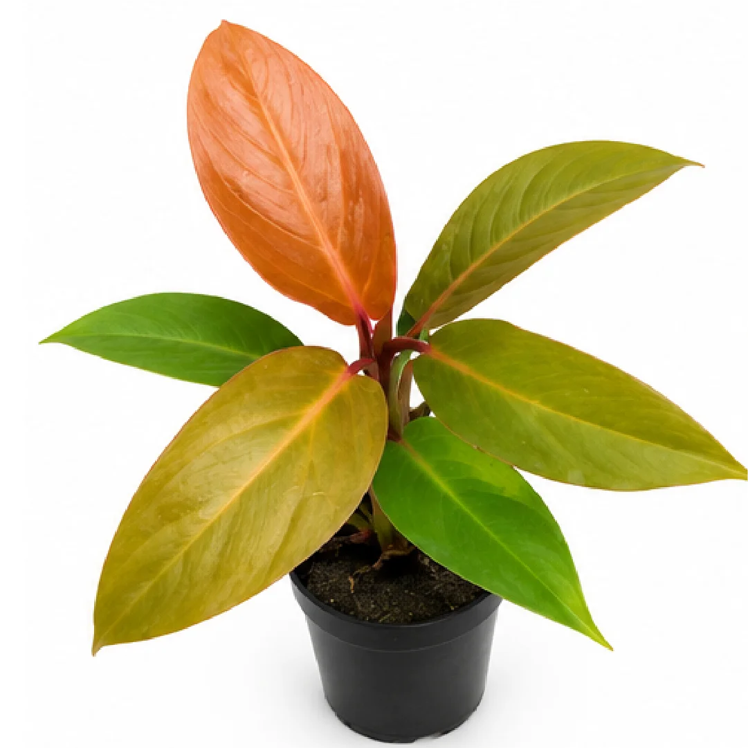 Philodendron Red Moon – Tissue Culture