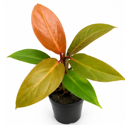 Philodendron Red Moon – Tissue Culture