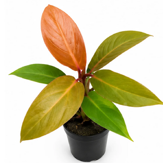 Philodendron Red Moon – Tissue Culture