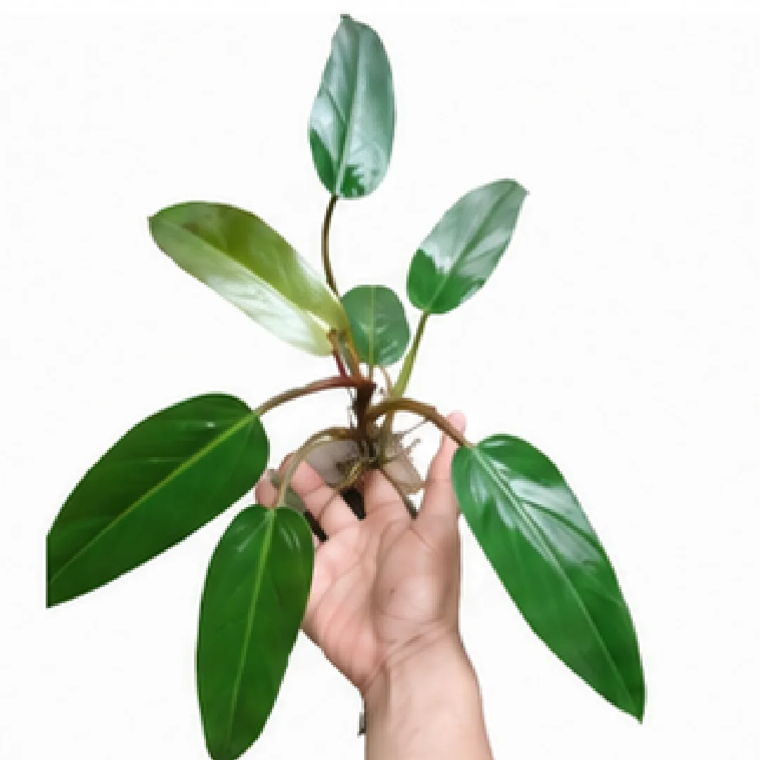 Philodendron Sp. Original – Tissue Culture