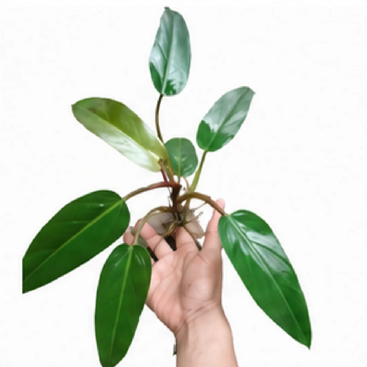 Philodendron Sp. Original – Tissue Culture