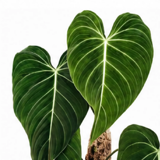 Philodendron Splendid – Tissue Culture