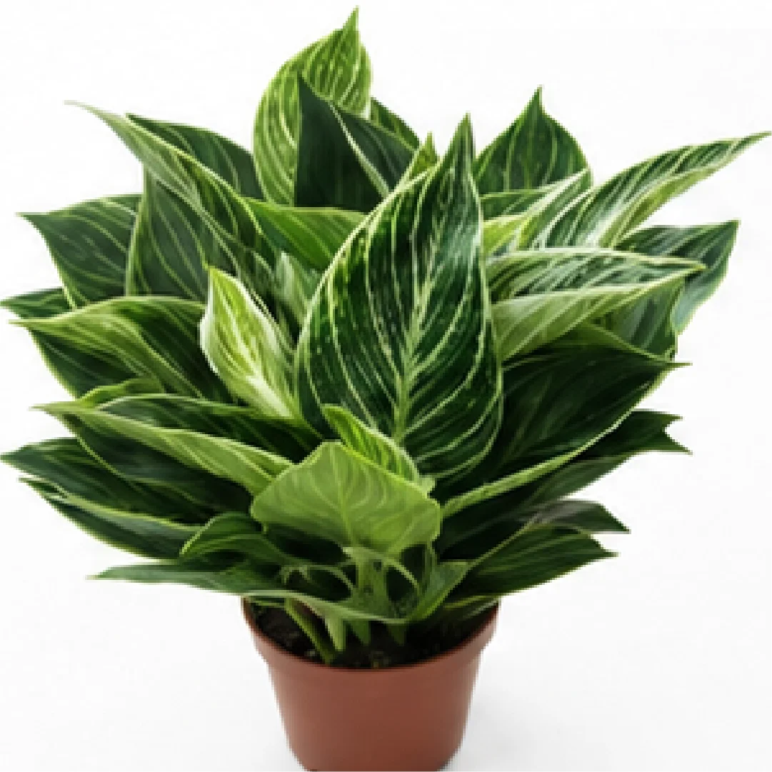 Philodendron Birkin Var Tissue Culture