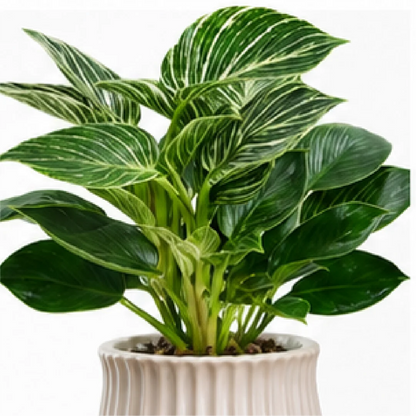 Philodendron Birkin Var Tissue Culture