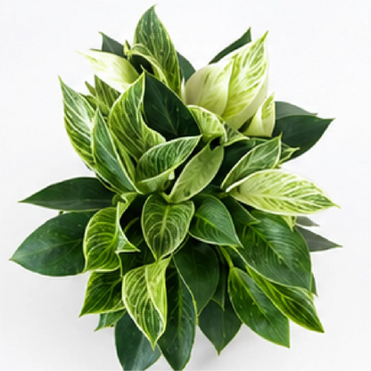 Philodendron Birkin (Clump) – Tissue Culture