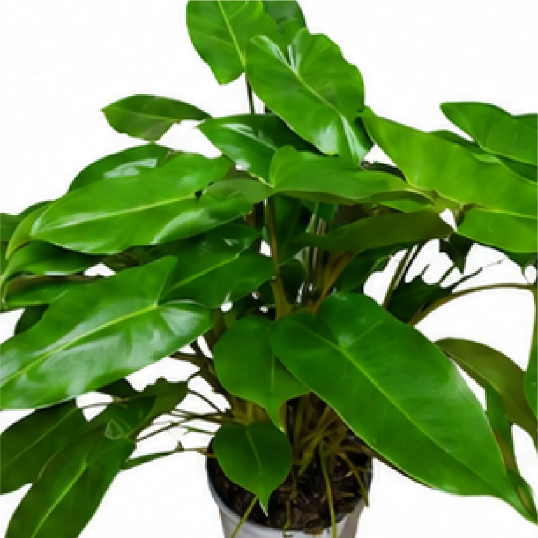 Philodendron Burle Marx Variegated – Tissue Culture