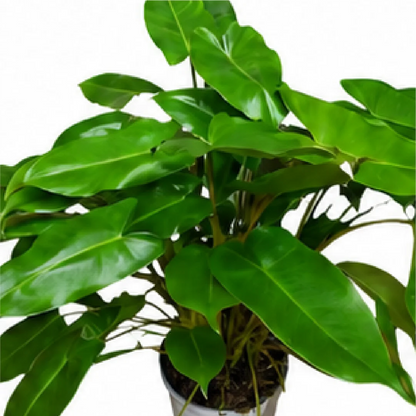 Philodendron Burle Marx Variegated – Tissue Culture