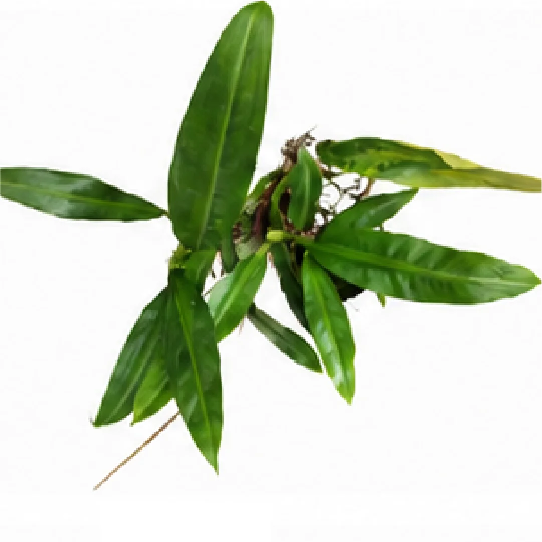 Philodendron Crassinervium – Tissue Culture