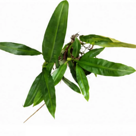 Philodendron Crassinervium – Tissue Culture