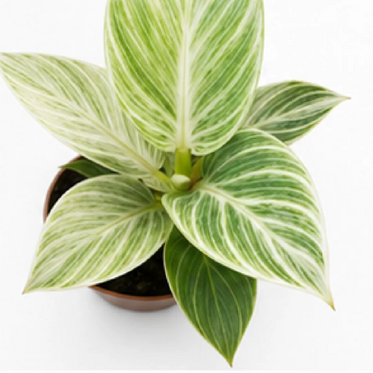 Philodendron Floral Birkin Var – Tissue Culture