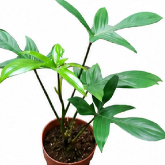 Philodendron Florida Beauty Variegated Tissue Culture
