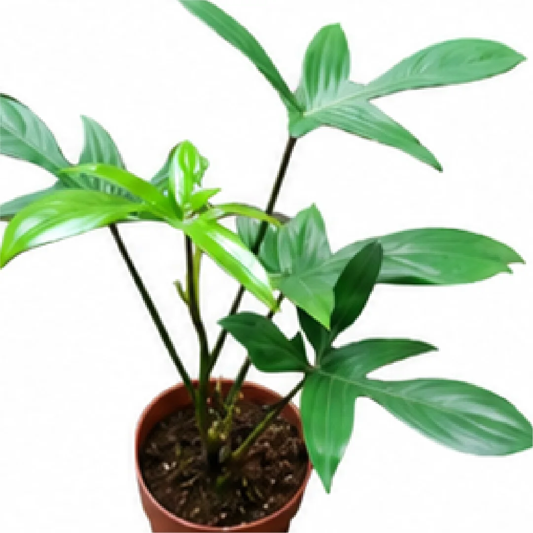 Philodendron Florida – Tissue Culture