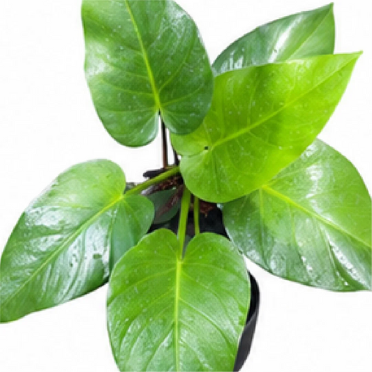 Philodendron Giganteum Blizzard Tissue Culture Test