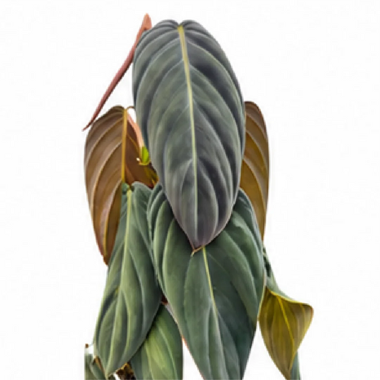 Philodendron Gigas – Tissue Culture