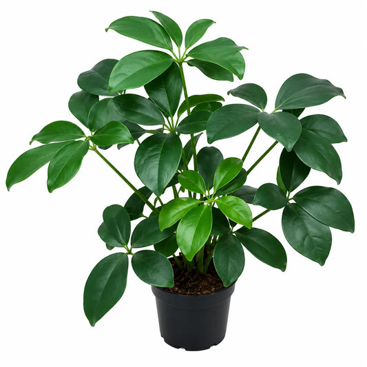 Philodendron Goeldii Var (Thaumatophyllum Spruceanum Var) Tissue Culture