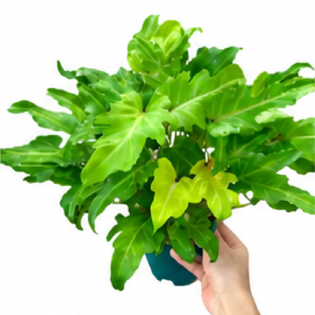 Philodendron Golden Xanadu – Tissue Culture