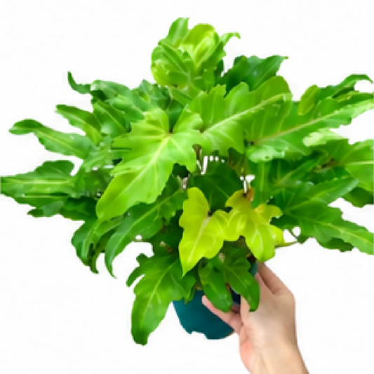 Philodendron Golden Xanadu – Tissue Culture