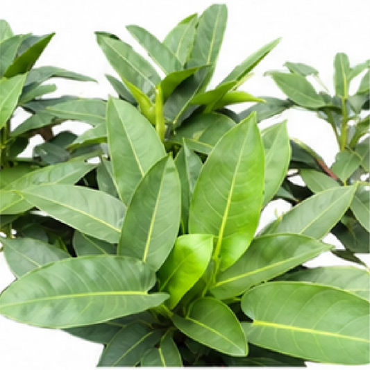 Philodendron Green Diamond – Tissue Culture