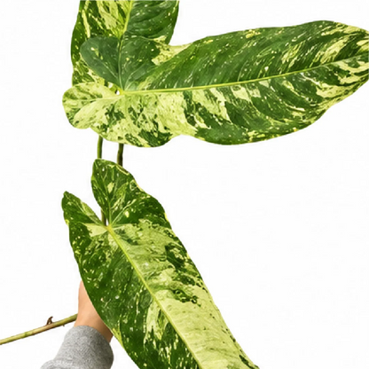 Philodendron Jose Buono – Tissue Culture
