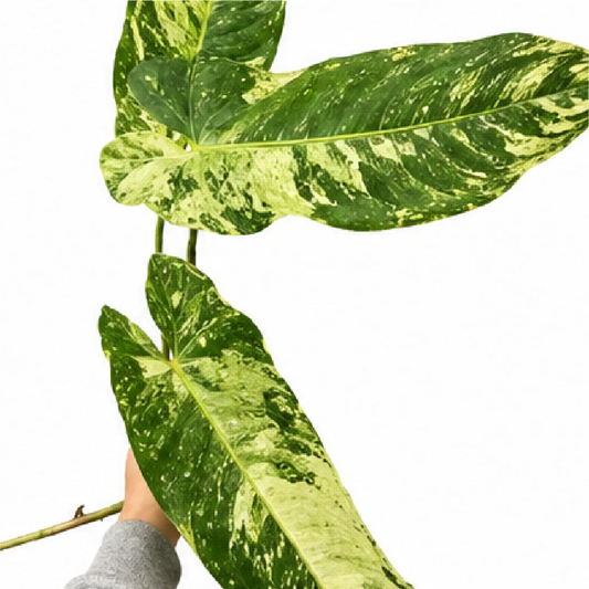 Philodendron Jose Buono – Tissue Culture
