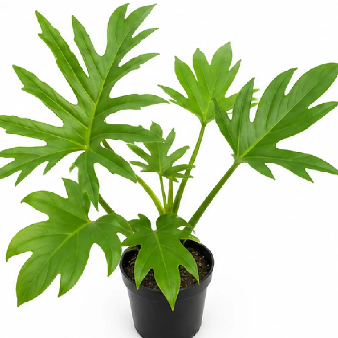 Philodendron Jufeng – Tissue Culture