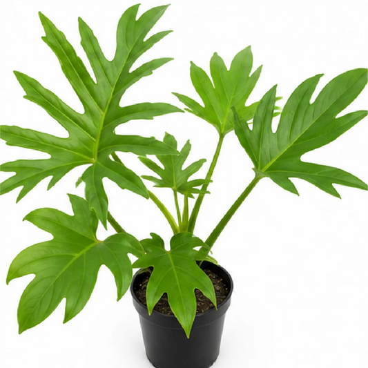 Philodendron Jufeng – Tissue Culture