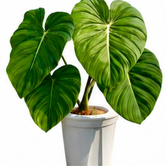 Philodendron McDowell – Tissue Culture