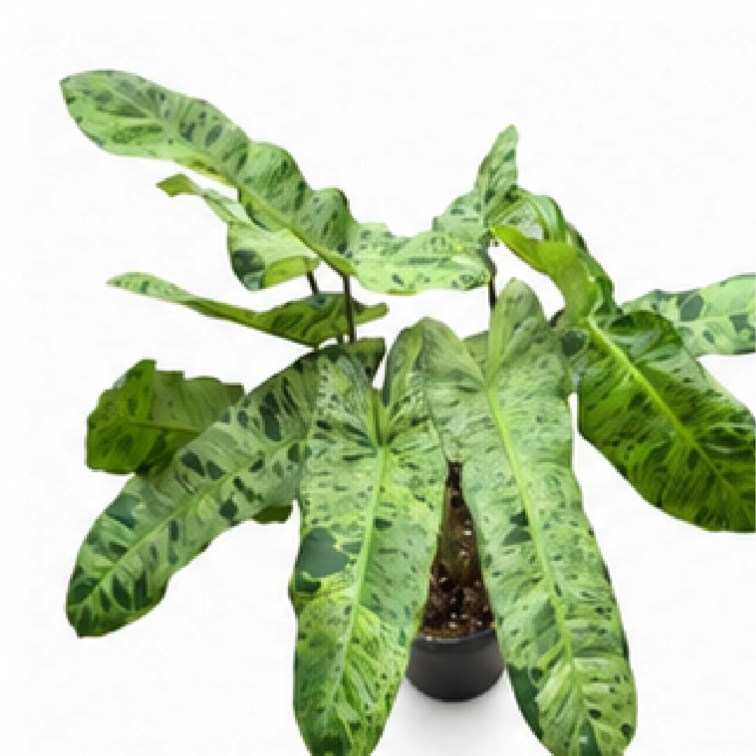 Philodendron Paraiso Verde – Tissue Culture