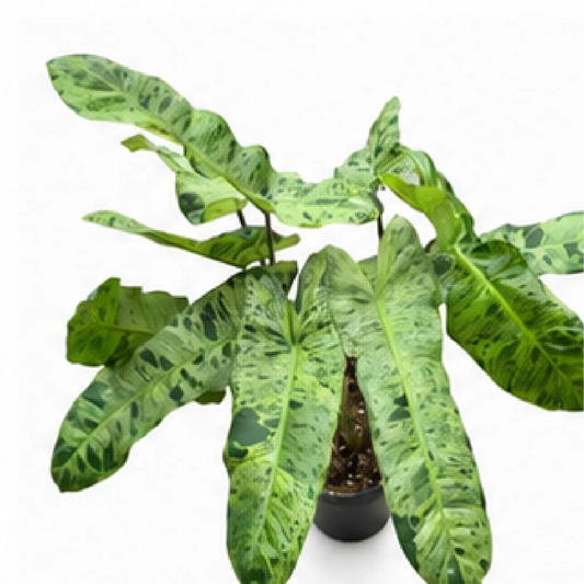 Philodendron Paraiso Verde – Tissue Culture