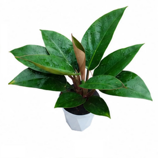 Philodendron Rojo Congo – Tissue Culture